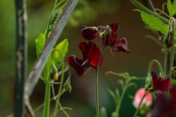 Deep burgundy sweet pea flowers growing on climbing frame in vegetable garden