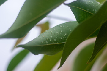 Fototapeta na wymiar Water droplets on leaves with details for nature, simplicity, beauty concepts.