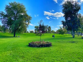 tree in the park