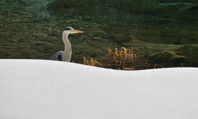 Ein Graureiher auf einem winterlichen See