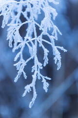 detail of hoarfrost in winter forest
