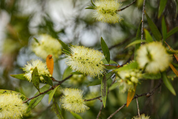 Close up macro image of weeping bottlebrush with yellow flowers in Australian garden