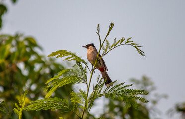 bird in thailand