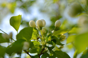 spring, flower, blossom, tree, nature, white, cherry, branch, apple, flowers, garden, bloom, plant, green, blooming, season, beauty, sky, leaf, blue, macro, petal, beautiful, blossoming, outdoors