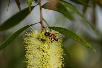 Wild honey bee collecting pollen from vibrant yellow bottlebrush flower