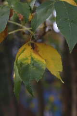Vegetation in the countryside