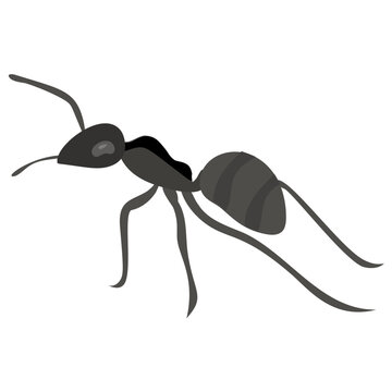 
A small insect having small legs depicting ants
