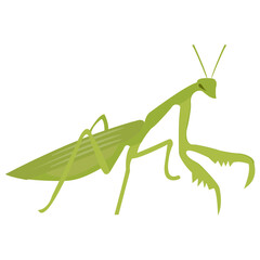 
A small insect having small legs depicting ants
