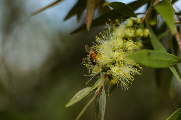 Wild honey bee collecting pollen from vibrant yellow bottlebrush flower