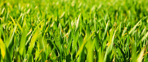 Close-up of young wheat plants on a field with shallow depth of field and selective focus
