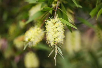 Close up macro image of weeping bottlebrush with yellow flowers in Australian garden
