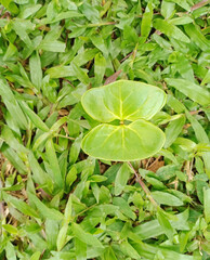 small plant look like butterfly