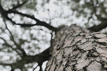 Obraz premium Selective focus on the tree bark of a tree against the blurred background.