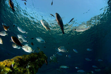 Fototapeta na wymiar Underwater photography (a school of fish ) in Bodrum, Muğla / TURKEY