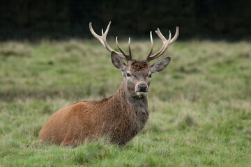 A close up portrait of a red deer stag lying on the grass looking forward