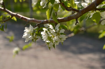 spring, flower, blossom, tree, nature, white, cherry, branch, apple, flowers, garden, bloom, plant, green, blooming, season, beauty, sky, leaf, blue, macro, petal, beautiful, blossoming, outdoors