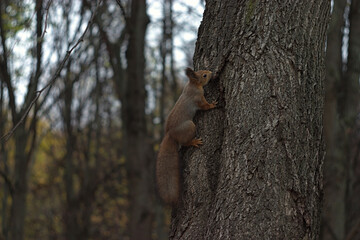 quick squirrel on a tree in autumn park 