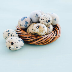Colorful quail eggs in bird nest on light blue background.