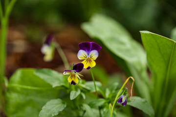 Vibrant delicate purple pansy flowers growing in vegetable garden