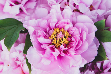 Beautiful fresh pink peony flowers in full bloom.