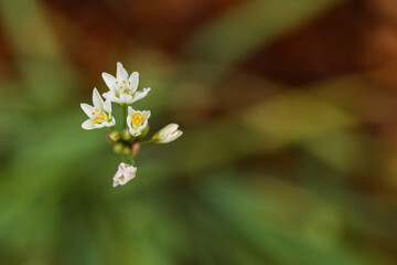 Close up image of slender false garlic in flower with copy space