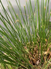 Sharp green grass texture background