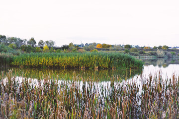 flowers in the field