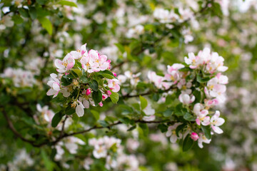 Spring flowers with delicate rose petals. Apple blossom in spring, background