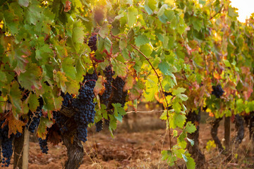 bunch of grapes on vineyard