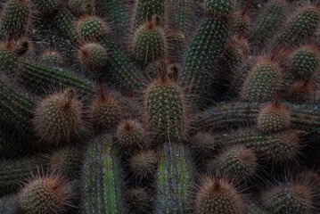 Beautiful pattern of cactus (Echinopsis Strigosa Cacti) in the botanical garden.