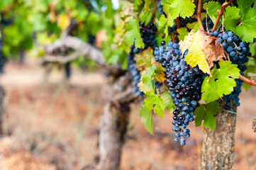 bunch of grapes on vineyard