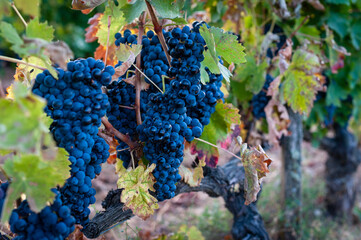 bunch of grapes on vineyard
