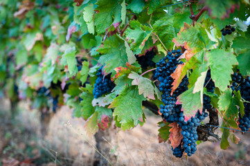 bunch of grapes on vineyard