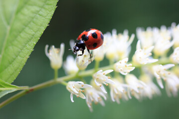 白い花にテントウ虫