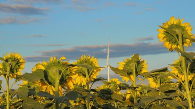 green energy - windmill generator view shows over sunflower field