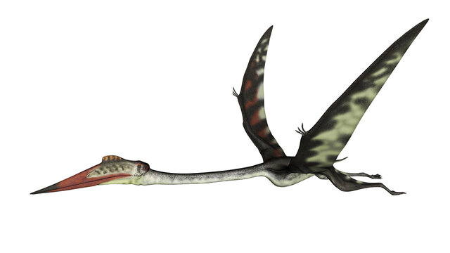 Quetzalcoatlus flying peacefully ahead isolated in white background - 3D render