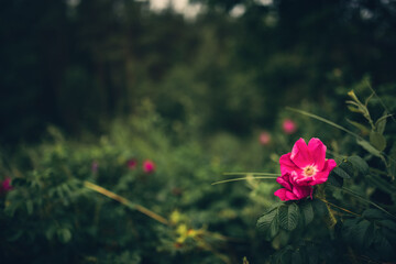 Różowe kwiaty nadmorskie na tle lasów pomorskich.