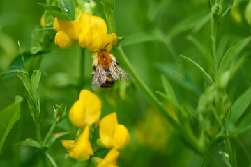 Ackerhummel an Hornklee