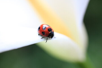Fototapeta premium カラーとテントウ虫