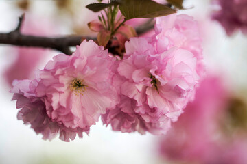 Double cherry blossoms in full bloom
