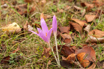 Autumn crocus flower blooming on meadow closeup as floral background