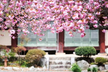 Double cherry blossoms in full bloom
