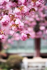 Double cherry blossoms in full bloom
