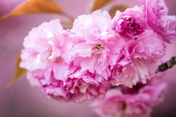 Fototapeta premium Double cherry blossoms in full bloom 