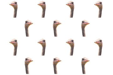 Face female ostrich isolated. White background