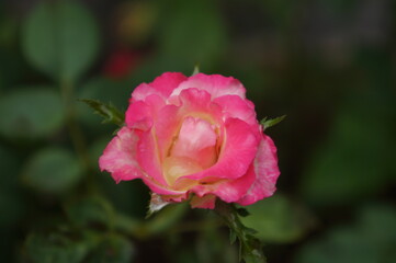 Pink rose with water drop