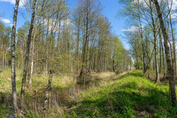 Forest area with streams and glades near Volozhin