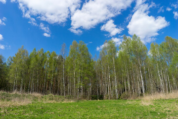 Forest area with streams and glades near Volozhin
