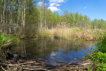Obraz premium Forest area with streams and glades near Volozhin