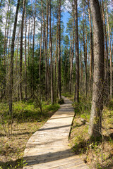Forest area with streams and glades near Volozhin